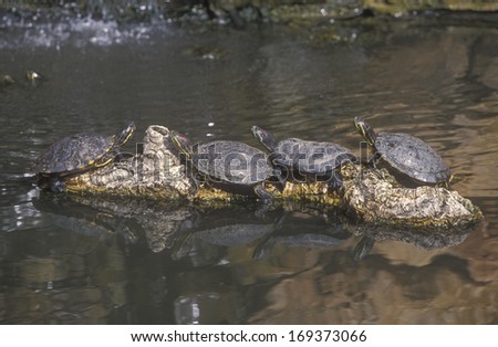 Red-eared slider, Trachemys scripta, group reptiles by water