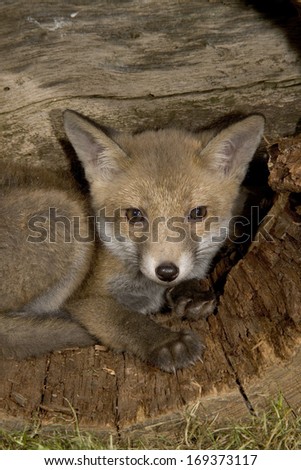 Red fox, Vulpes vulpes, single fox cub, UK