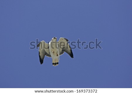 Red-backed hawk, Buteo polyosoma, single male in flight, Falklands