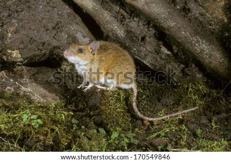 Yellow-necked mouse,  Apodemus flavicollis, single mammal on branch, UK