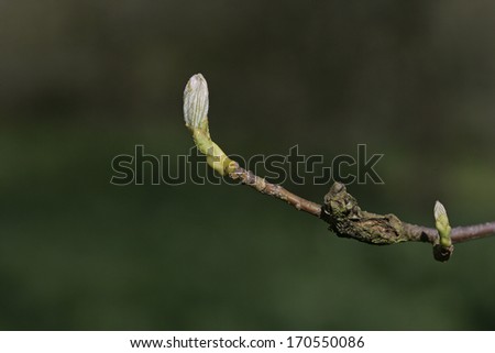 Wild service tree, Sorbus torminalis, buds on a twig in spring