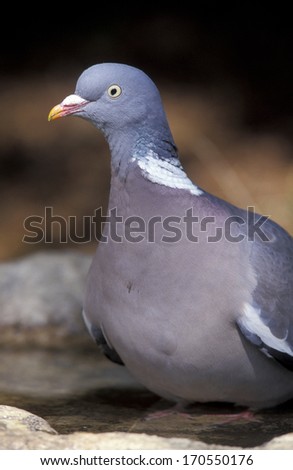 Wood pigeon,  Columba palumbus, single bird on ground,