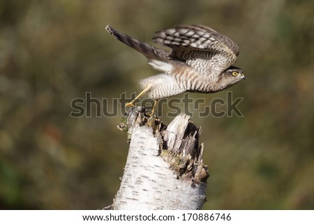 Sparrowhawk, Accipiter nisus, single bird on post, Warwickshire, November 2013