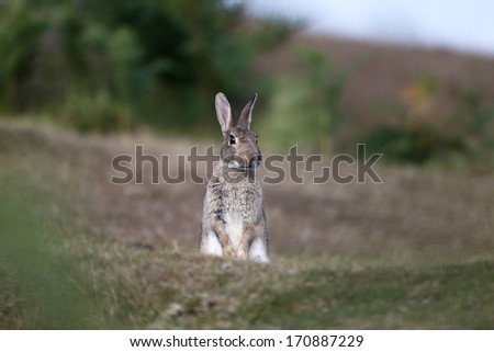 Rabbit, Oryctolagus cuniculus, single mammal on grass, Hampshire, August 2013