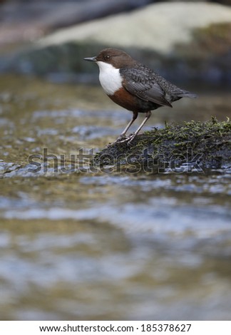 Dipper, Cinclus cinclus, single bird by water, Wales, March 2014