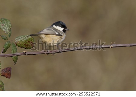 Coal tit, Parus ater, single bird on branch with poor feathers, Warwickshire, January 2015