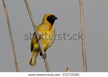 Southern-masked weaver, Ploceus velatus, single male on branch, South Africa, August 2015