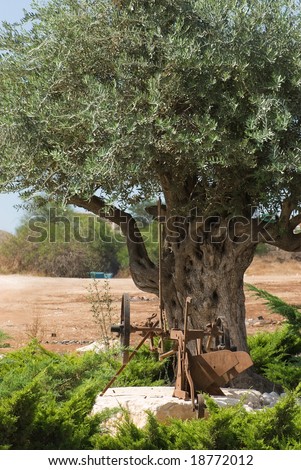 Old olive tree with olives and an old harvest machine in foreground