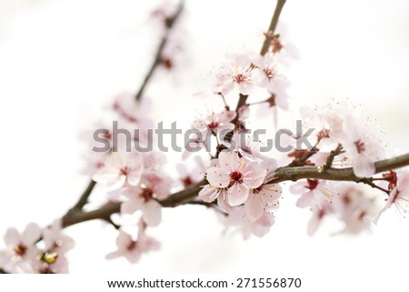 cherry blossom growing on a branch with a shallow depth of field.