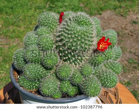 Cactus in pot, begin flowering on spring