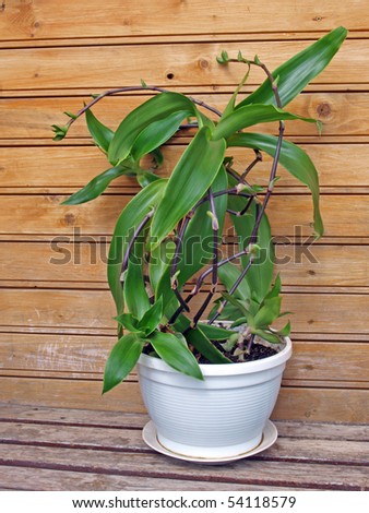Indoor plant - medicate herb, basket plant or golden string