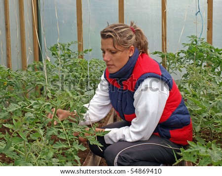 Young woman working in greenhouse with tomato plants