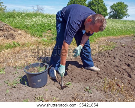 Man Weeding