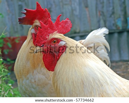 Cock looking with one eye, close up