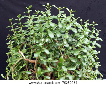 Jade plant, referred to as the money tree