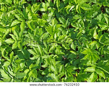 Spring grass ground-elder, uses as food and medicine