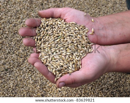 Hand full with new harvest - the barley corns