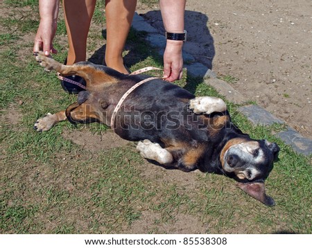 Measuring over fat dog, outdoor, with tape