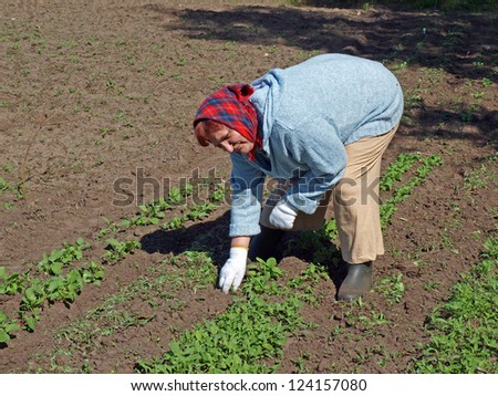 Senior woman weeding the weeds out of vegetable garden