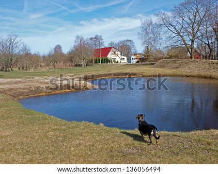 Dog on pond coast looking to country farm landscape