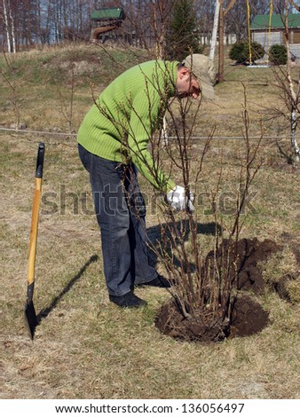 Adult man planting currant bush in garden