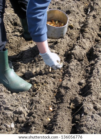 Planting small onions in shallow furrows on spring