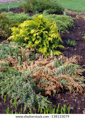 Young thuja plant with golden color leaves