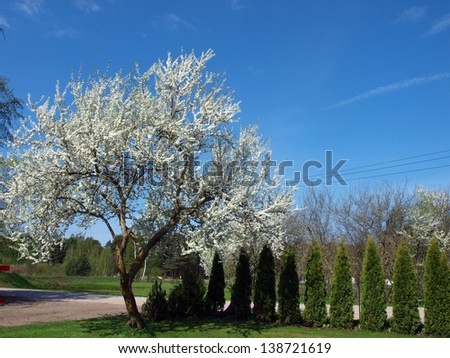 Blooming big plum tree on country yard