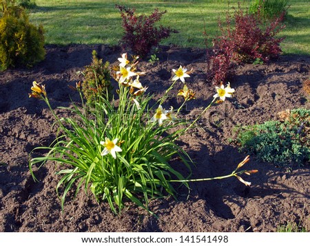 Flowering daylily in the garden with decorative shrubs