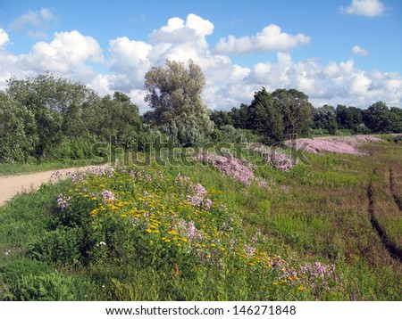 Country side road and field with purple wild flowers