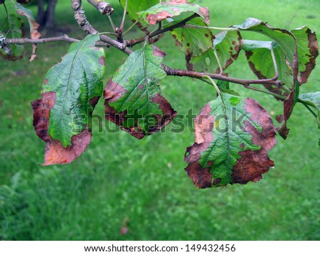 http://image.shutterstock.com/display_pic_with_logo/114925/149432456/stock-photo-bacterial-scorch-or-fire-blight-on-apple-tree-149432456.jpg
