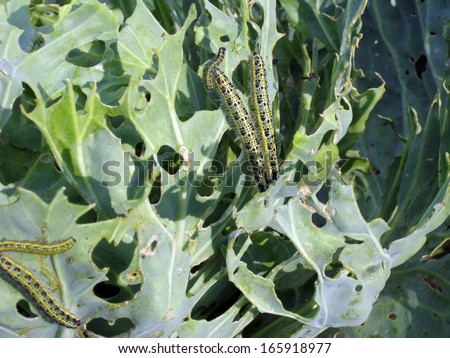 Cabbage worms eat holes in the leaves, close up