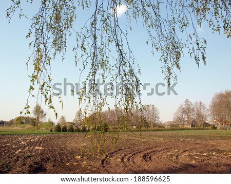 Birch tree branches with panicles and young leaves