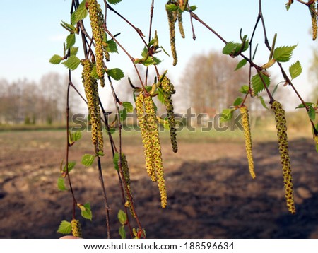 Birch tree branches with panicles and young leaves