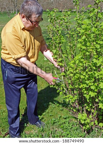 Senior gardener pruning black currant bush on spring