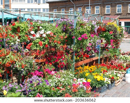Colorful flowers in boxes and hanging baskets on market