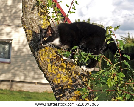 Black cat on the tree looking for birds