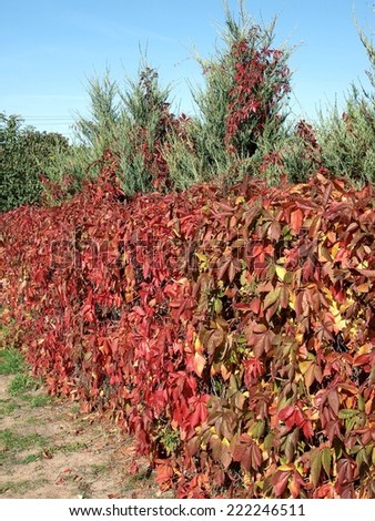 Hedge from decorative plant Virginia creeper with red autumn leaves