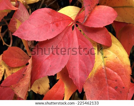Decorative plant Virginia creeper red autumn leaves close up