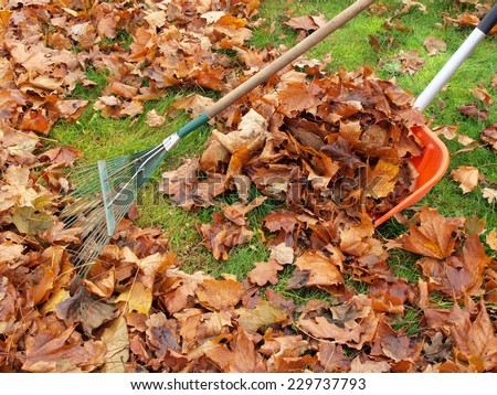 Raking fallen maple leaves with green metal rake and red plastic shovel