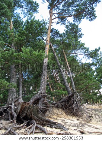Pine trees roots out of soil on sea coast sand dunes