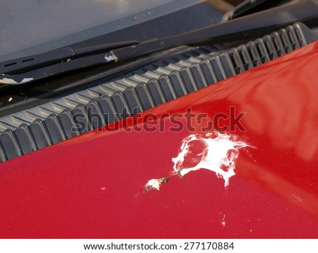 Bird droppings splash on red car body surface