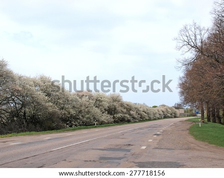 Flowering plum trees on road side in spring