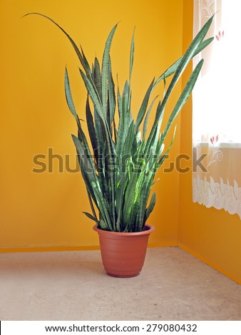 Big flower sansevieria named also  mother-in-law\'s tongue, devil\'s tongue, jinn\'s tongue, bow string hemp, snake plant and snake tongue