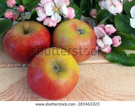 Apple tree branch with blossoms and three ripe apples on wooden table white background close up