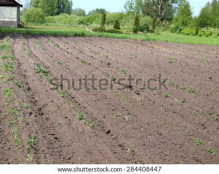 Potato field furrows after harrowing with needle harrow visible white new sprouts