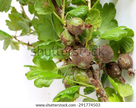 Gooseberries infected and damaged by fungus disease powdery mildew close up.