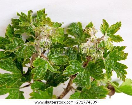 Gooseberries top leaves infected and damaged by fungus disease powdery mildew close up.
