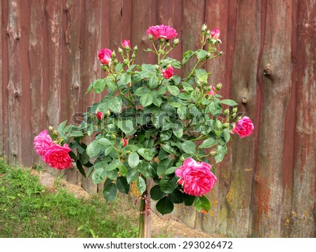 Grafted red rose bush on high long stem near wooden barn wall in country yard close up.