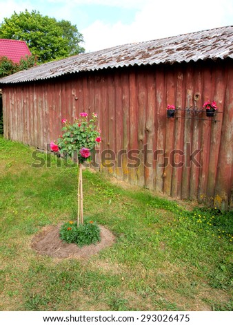 Grafted red rose bush on high long stem near wooden barn wall in country yard.